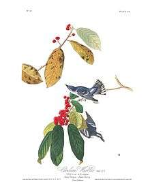"Azure Warbler" in Birds of America
