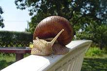 A photograph of a snail with a table and glass of juice in the background