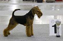 A red and black terrier-type dog stands next to a trophy and a large sign reading bearing the numeral one