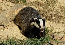 Picture of a badger