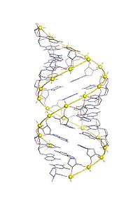 "The A-DNA structure"
