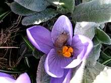Bee collecting pollen from a blue crocus