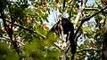 File:Black giant squirrel (Malayan giant squirrel), Ratufa bicolor - Kaeng Krachan National Park.webm