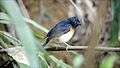 File:Blue-throated Blue Flycatcher, Cyornis rubeculoides - Kaeng Krachan National Park.webm