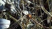 File:Ladybug among ants - 2013-4-18 - Alberta Canada.webm