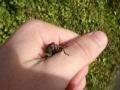 File:New Zealand Cicada held in hand.ogg