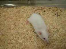 Video illustrating the gait abnormalities in reeler mice.