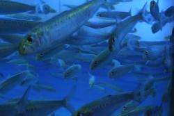 Sardines swim in an aquarium tank.