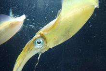 Bigfin reef squids swimming in murky water.