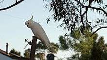 A sulphur-crested cockatoo sits on a wooden post, then flies off over a bushland valley.