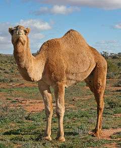 A one-humped camel