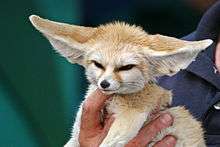 "A light brown fox is held in one hand of a person. It's large ears are sticking out horizontally.