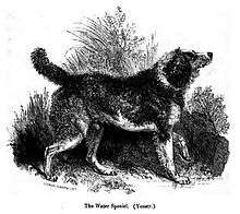 A drawing of a furry dark dog facing to the right. Its legs and belly are white, and it holds its front left paw in the air.