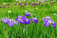 A field of purple, white and blue iris flowers