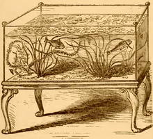 A drawing in brown ink on an ocher background. A rectangular glass aquarium tank sits on a wooden stand with carved, curled legs, and contains two fish as well as plants with wavy grass-like leaves.
