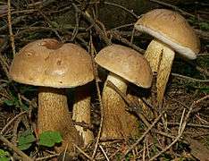 Three stocky brownish mushrooms among twigs on forest floor
