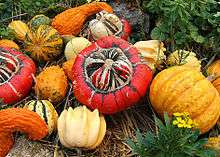 Several types and colors of Cucurbita