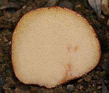 An image of Rhizopogon roseolus showing a close up of gleba locules.