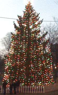 Tall evergreen decorated with strings of multicoloured lights