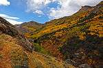 Aspen in Lamoille Canyon surrounded by mountains.
