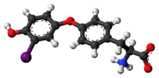 Ball-and-stick model of the 3'-monoiodothyronine molecule as a zwitterion