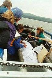 Killer whale wrapped in white cloth on a boat, surrounded by four people. A board braces its dorsal fin.