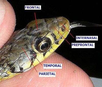 The head of a snake picnhed between thumbs held up so to display the names and position of the head scales of one side.