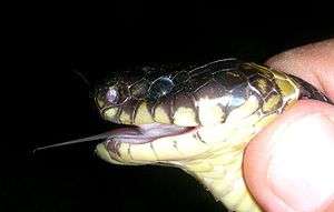 The head of a snake facing to the left pinched between thumbs. The gape is open and tongue protuding. The dorsal scales are coloured black and the ventral scales are yellowish-white in colour. The scales on the head are prominently seen as are the nostril and black beady eye between which are two hexagonal scales.