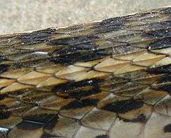 Section of body of a snake is shown. It has brown, black and buff coloured scales. The vretebral scales form a buff-coloured row in which the keels are prominently seen.