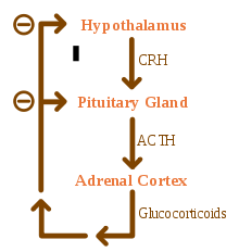 diagram showing feedback loop of hormones