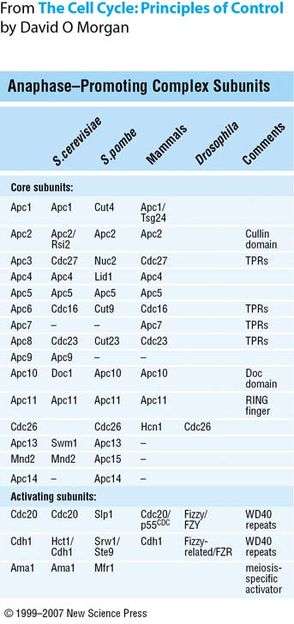 Table of APC/C subunits