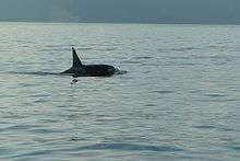 A Killer whale with a tall, sharply pointed dorsal fin. Its saddle and eye patches are dark grey.