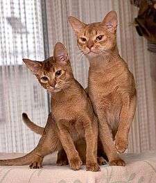 Photograph of two Abyssinian cats. One cat has chocolate brown ticking, while the other has the more usual sorrel (cinnamon or red) ticking