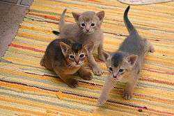 Photograph of three Abyssinian kittens, showing three different coat colors: ruddy, fawn and blue