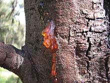 closeup of trunk and bark with single point showing oozing transparent golden gum-like substance