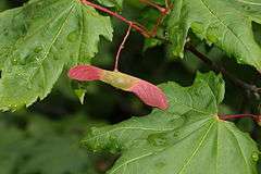 Reddish vine maple fruit with wings.