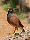 Passerine bird with a brown breast, black feathered head and back and bright yellow beak standing on a log