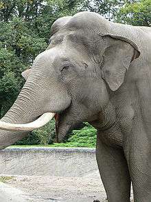 A headshot of an adult Asian Elephant.