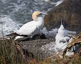 Adult and child Gannet at Muriwai