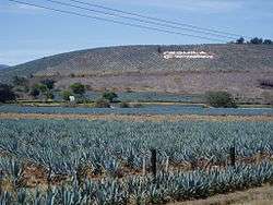 Agave fields in Tequila, Mexico.