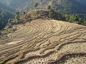 Terrance agriculture land of Nepal