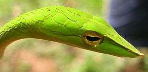 The slender light-green pointed head of a vine snake is shown facing the right side. It has ridged snout with a small tubercle at the end and golden eyes with a horizontal black slot-shaped pupil. Scales on top of the head are clearly visible due to the sunlight coming from left above.