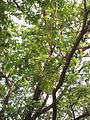 Albizia saman (Raintree) (2).jpg