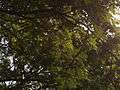 Albizia saman (Raintree) (3).jpg