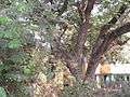 Albizia saman (Raintree) (4).jpg