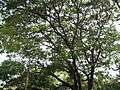 Albizia saman (Raintree) (8).jpg