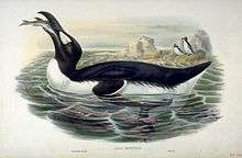 A summer great auk tilts its head back, swallowing a fish.