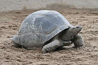An Aldabra giant tortoise with paired gular scutes visible beneath its neck.