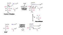 Reaction mechanism for the aldol cleavage of fructose 1-phosphate