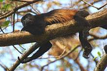Monkey lying on a branch: mostly black with rust-colored hair on its side.